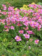 Herfstanemone, Ophalen, Halfschaduw