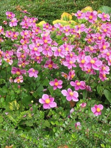 Herfstanemone, Tuin en Terras, Planten | Tuinplanten