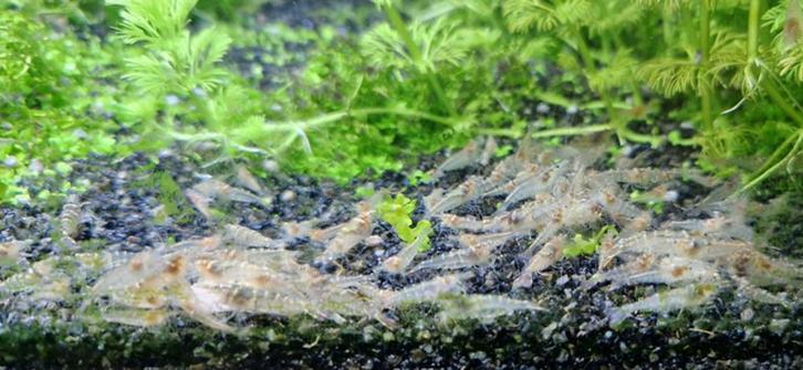 Mini Japonica garnalen (groepje van 10 of 25 stuks), Dieren en Toebehoren, Vissen | Aquariumvissen, Zoetwatervis, Kreeft, Krab of Garnaal