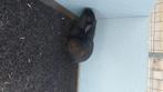 Cavia zeugje, Dieren en Toebehoren, Knaagdieren, Cavia, Juni, Vrouwelijk, Tam