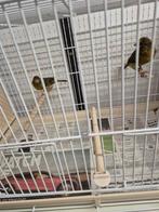 zwart-gele kanaries ( groene) '25, Dieren en Toebehoren, Vogels | Kanaries, Vrouwelijk, Kleurkanarie