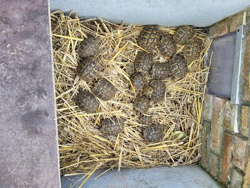 Landschildpad, Dieren en Toebehoren, Reptielen en Amfibieën, Schildpad, 3 tot 6 jaar