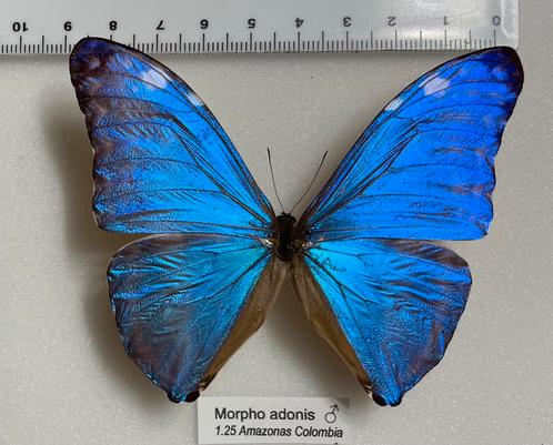 Morpho adonis, Colombia, Verzamelen, Dierenverzamelingen, Ophalen of Verzenden