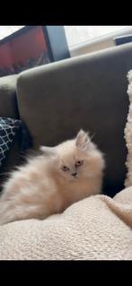 Perzische kat, Dieren en Toebehoren, Poes, Ingeënt, 0 tot 2 jaar