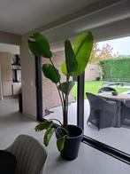 Strelitsia met pot, Ophalen, Vaste plant