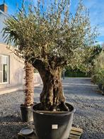 Olijfboom Olea Europaea Bonsai, Ophalen, Olijfboom