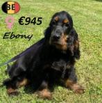 Engelse Cocker "Ebony" zoekt een warme mand, België, 15 weken tot 1 jaar, Handelaar, CDV (hondenziekte)