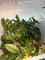 Hoya crassipetiolata stekjes, Ophalen of Verzenden