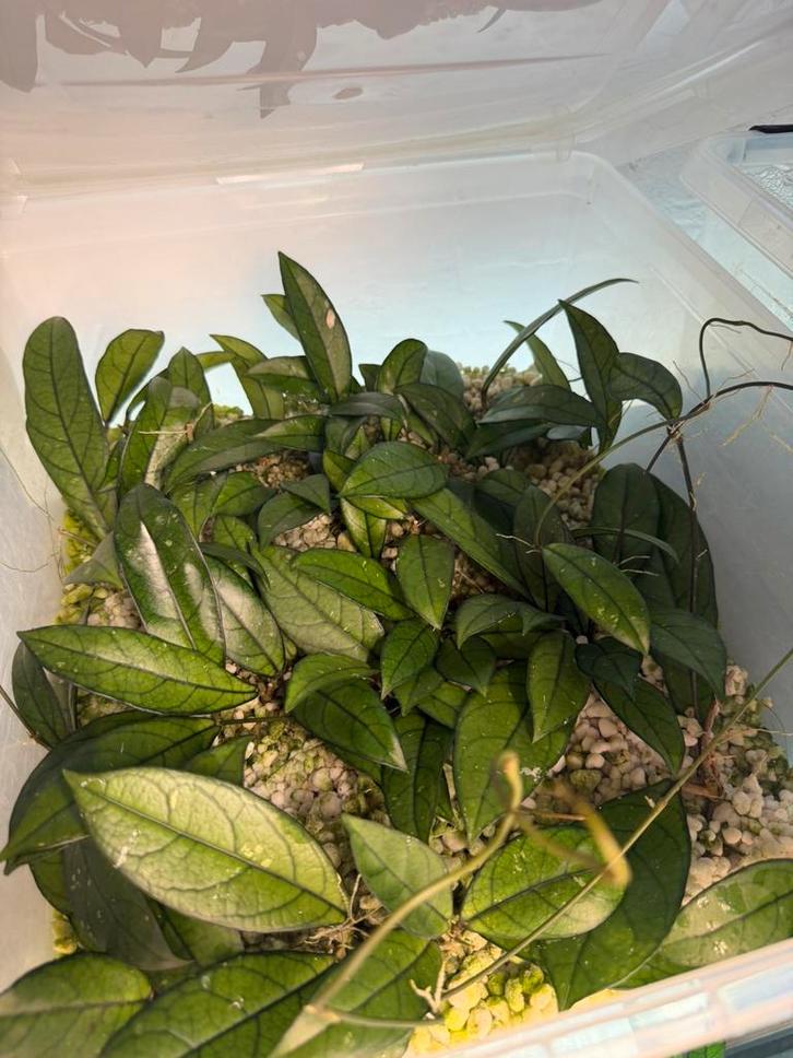 Hoya crassipetiolata stekjes, Maison & Meubles, Plantes d'intérieur, Enlèvement ou Envoi