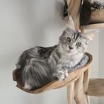 Prachtig maine coon poes met stamboom herplaatser, Dieren en Toebehoren, Poes, Met stamboom, 3 tot 5 jaar
