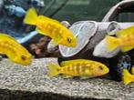 Chidonga Saulosi malawi cichliden hobbykweek, Dieren en Toebehoren, Vissen | Aquariumvissen, Vis, Zoetwatervis