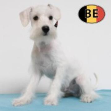 Schnoodle (Schnauzer X Poedel) Belgische pups te koop beschikbaar voor biedingen