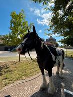 Paard, Animaux & Accessoires, Chevaux, Jument