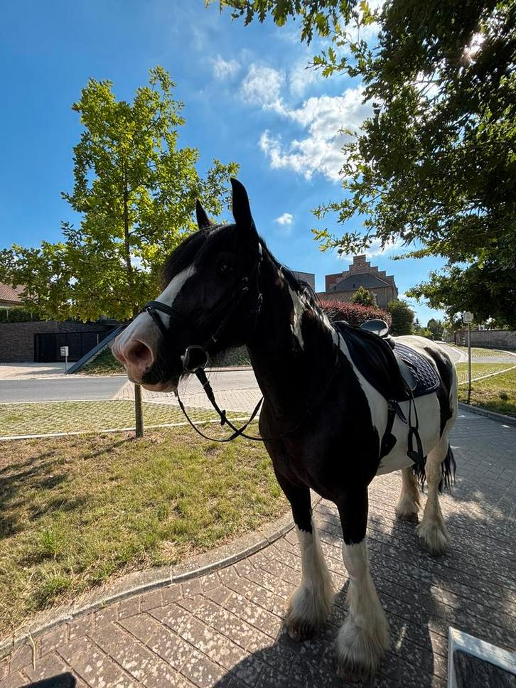 Paard, Animaux & Accessoires, Chevaux, Jument