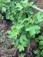 Mooie aalbes planten, Ophalen of Verzenden