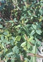 Millepertuis calicynum, Bodembedekkers, Ophalen of Verzenden, Tweejarig, Halfschaduw