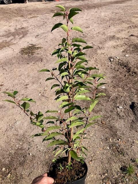 Portugese laurier 40/50 pot 1.5L, Tuin en Terras, Planten | Struiken en Hagen, Struik, Laurier, Minder dan 100 cm, Ophalen