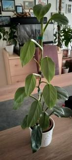 Philodendron Silver Sword, Enlèvement