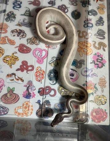 Ballpython beschikbaar voor biedingen