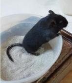 Sable pour rangeurs, Dieren en Toebehoren, Knaagdieren en Konijnen | Toebehoren, Ophalen of Verzenden, Nieuw, Verzorging