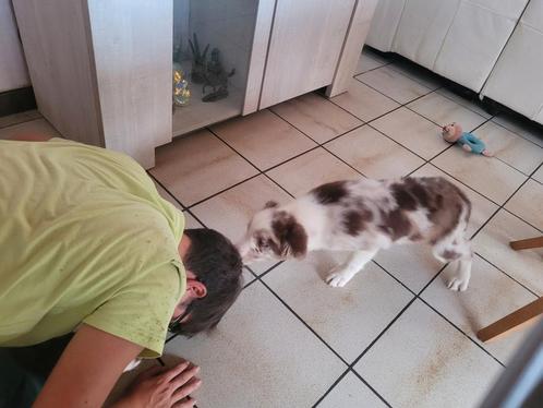 Border Collie pups groeien op in huiselijke kring met poezen, Dieren en Toebehoren, Honden | Herdershonden en Veedrijvers, Reu