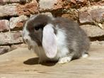 Minilopjes, Dieren en Toebehoren, Konijnen, Meerdere dieren, Dwerg, Hangoor, 0 tot 2 jaar