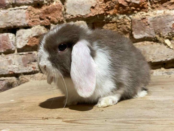 Minilopjes, Dieren en Toebehoren, Konijnen, Dwerg, Meerdere dieren, 0 tot 2 jaar, Hangoor