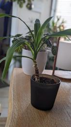 Kamerplant, Maison & Meubles, Plantes d'intérieur, Yucca, Enlèvement