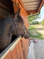 Merens merrie  jaarling te koop., Dieren en Toebehoren, Paarden, Merrie