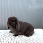 Nederlandse Hangoordwerg NHD, Dieren en Toebehoren, Konijnen, Vrouwelijk, Dwerg, Hangoor, 0 tot 2 jaar