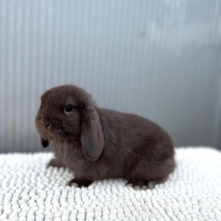 Nederlandse Hangoordwerg NHD, Dieren en Toebehoren, Konijnen, Dwerg, Vrouwelijk, 0 tot 2 jaar, Hangoor