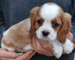 Cavalier King Charles Spaniel pups, Dieren en Toebehoren, België, Overige rassen, CDV (hondenziekte), 8 tot 15 weken