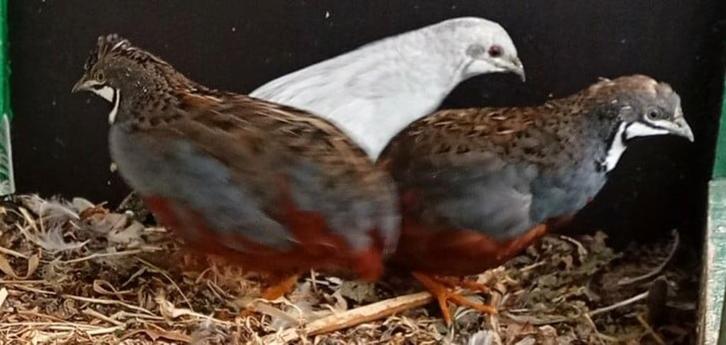 Chinese dwerg kwartel, Dieren en Toebehoren, Pluimvee, Overige soorten, Mannelijk