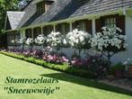 Zeer mooie STAMROZELAARS o.a. "SNEEUWWITJE" , 16€/STUK, Tuin en Terras, Planten | Bomen, Overige soorten, 100 tot 250 cm, Zomer