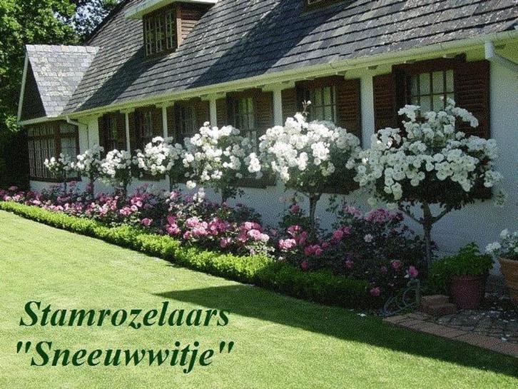 Zeer mooie STAMROZELAARS o.a. "SNEEUWWITJE" , 16€/STUK, Tuin en Terras, Planten | Bomen, Overige soorten, 100 tot 250 cm, Volle zon