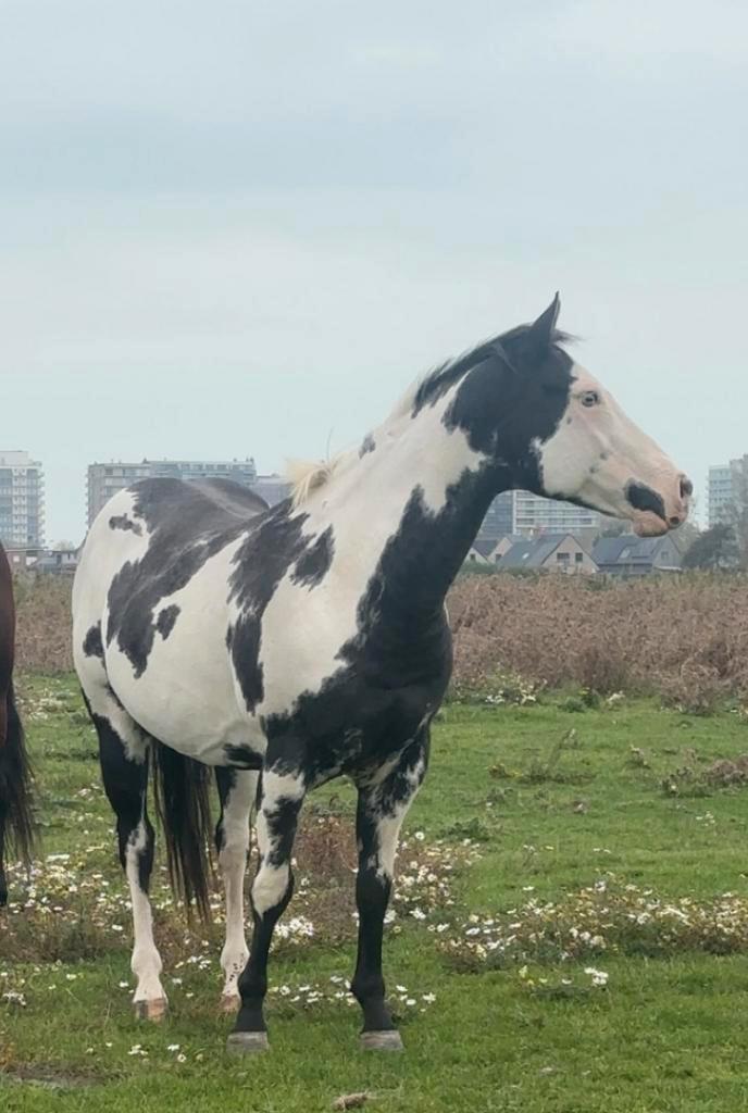 Paint horse, Animaux & Accessoires, Chevaux, Hongre