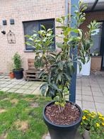 Kaki-boom, Tuin en Terras, Ophalen, In pot