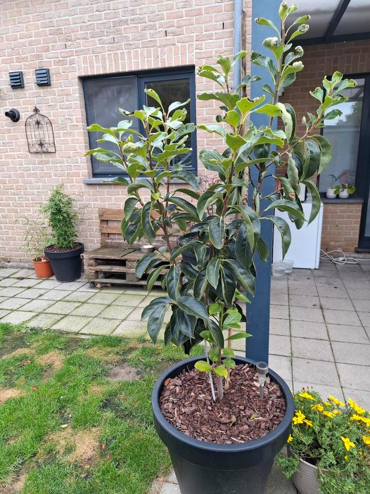 Kaki-boom, Tuin en Terras, Planten | Bomen, In pot, Ophalen
