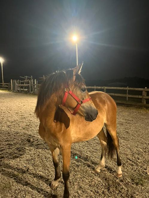 Veulen, Dieren en Toebehoren, Paarden, Merrie, Onbeleerd, Minder dan 160 cm, 0 tot 2 jaar, Recreatiepaard, Gechipt, Ontwormd, Ingeënt