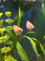 2 honing gourami, Dieren en Toebehoren