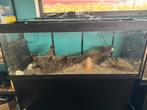 Aquarium met bijhorende kast & drijfhout, Dieren en Toebehoren, Vissen | Aquaria en Toebehoren, Ophalen, Zo goed als nieuw
