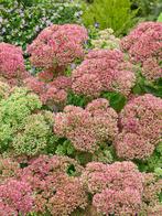Grote planten Sedum Herbstfreude, Volle zon, Vaste plant, Herfst, Ophalen
