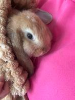 Franse hangoortjes, Dieren en Toebehoren, Meerdere dieren, Groot, Hangoor