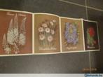 Eremurus Robustus + Dinorphotheca Barberirae+ Anagallis...., Verzenden
