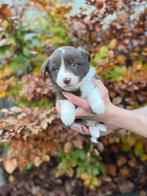 Leuke border collie pups, Dieren en Toebehoren, België, CDV (hondenziekte), 8 tot 15 weken, Collie