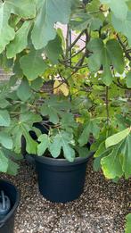 Zeer mooi vijgenbomen in pot dragen 2keer per jaar vijgen, Tuin en Terras, Ophalen