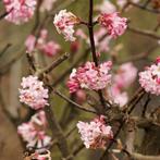 Viburnum botnantense, Ophalen, Struik