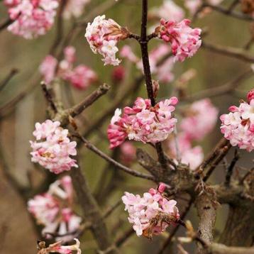 Viburnum botnantense beschikbaar voor biedingen