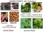 HAZELNOOT STRUIKEN ( Groenbladig en Roodbladig ) = 8€/stuk., Tuin en Terras, Planten | Tuinplanten, Ophalen of Verzenden, Lente