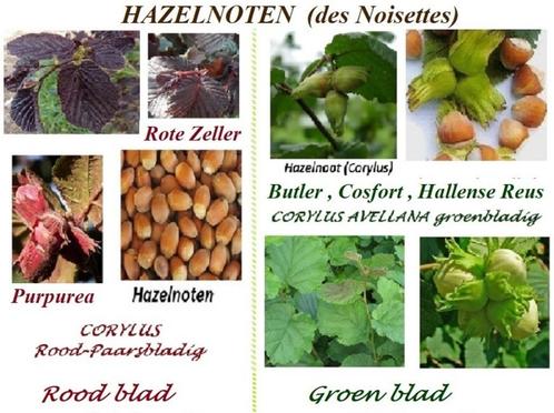 HAZELNOOT STRUIKEN ( Groenbladig en Roodbladig ) = 8€/stuk., Tuin en Terras, Planten | Tuinplanten, Vaste plant, Fruitplanten